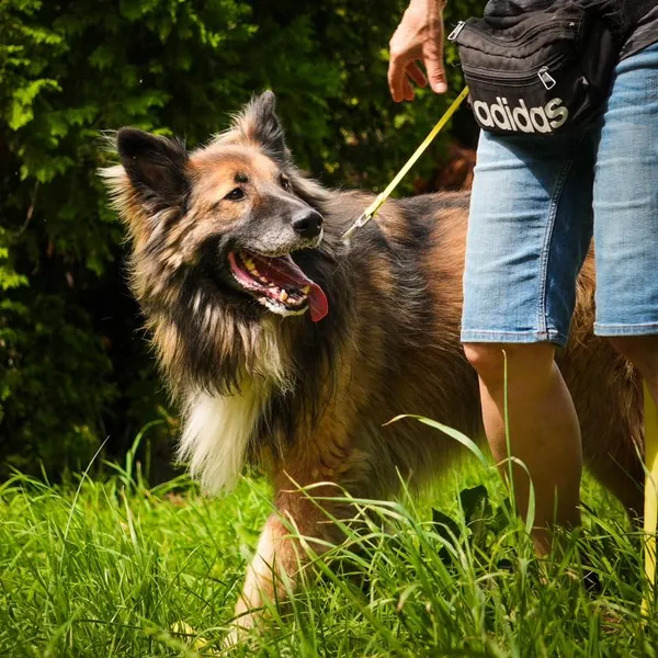 Pies do adopcji, Wrocław, 14 października 2024