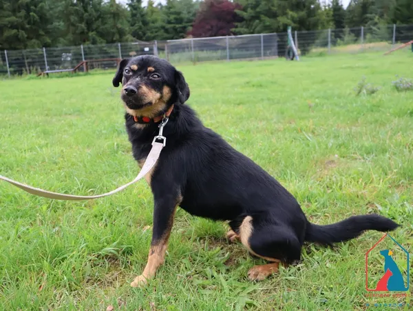 Pies do adopcji, Grudziądz, 27 lipca 2025