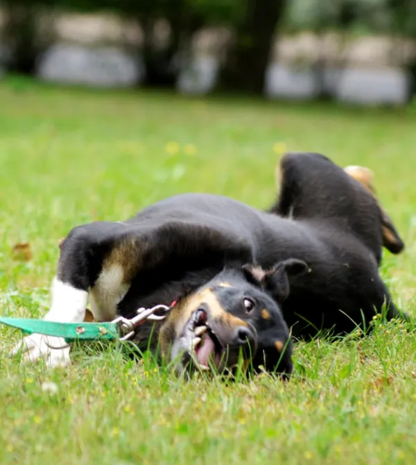 Pies do adopcji, Konin, 26 kwietnia 2025 (3/3)