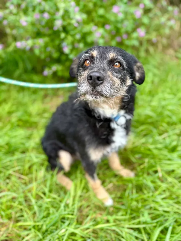 Pies do adopcji, Jelenia Góra, 8 lipca 2025 (3/4)