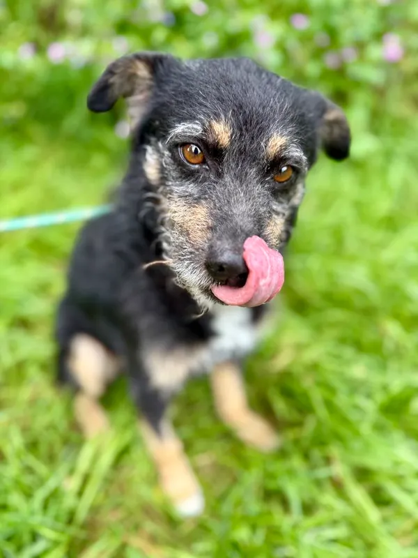 Pies do adopcji, Jelenia Góra, 8 lipca 2025 (4/4)