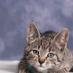 Kot do adopcji