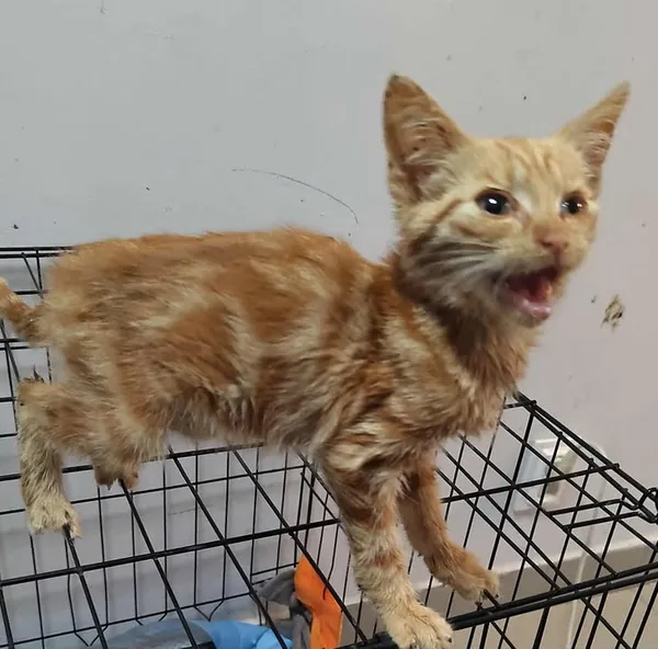 Znaleziono kota, Lublin, 28 lipca 2025