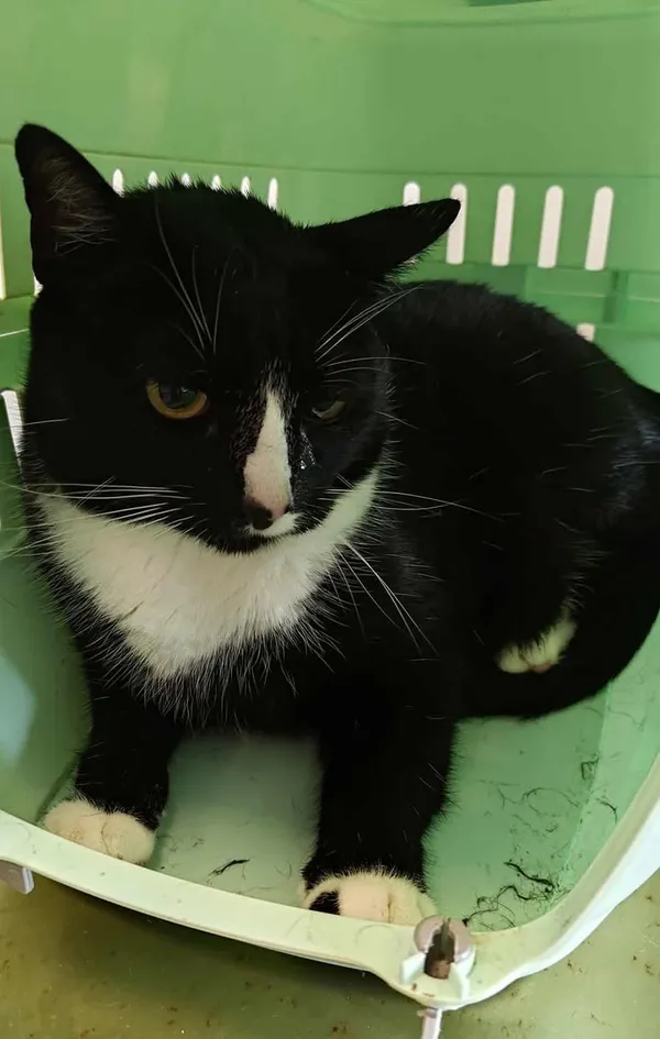 Znaleziono kota, Lublin, 29 lipca 2025