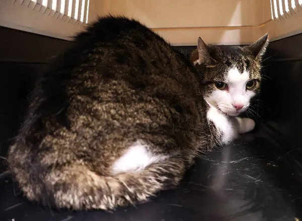 Znaleziono kota, Łódź, 29 lipca 2025 (1/2)