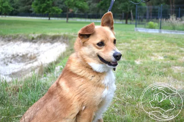 Pies do adopcji, Chełmek, 28 maja 2024