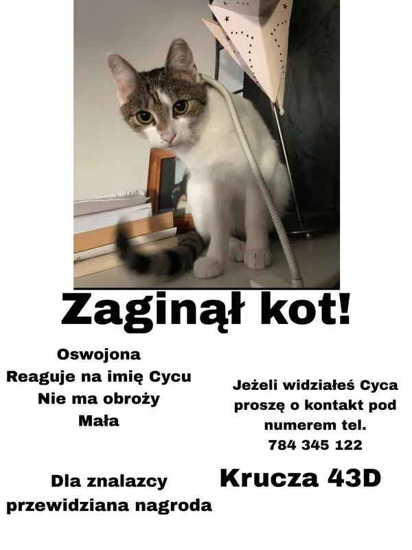 Zaginął kot, Lubin, 30 lipca 2025