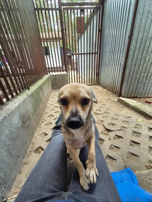 Pies do adopcji, Milanówek, 23 sierpnia 2025 (1/5)