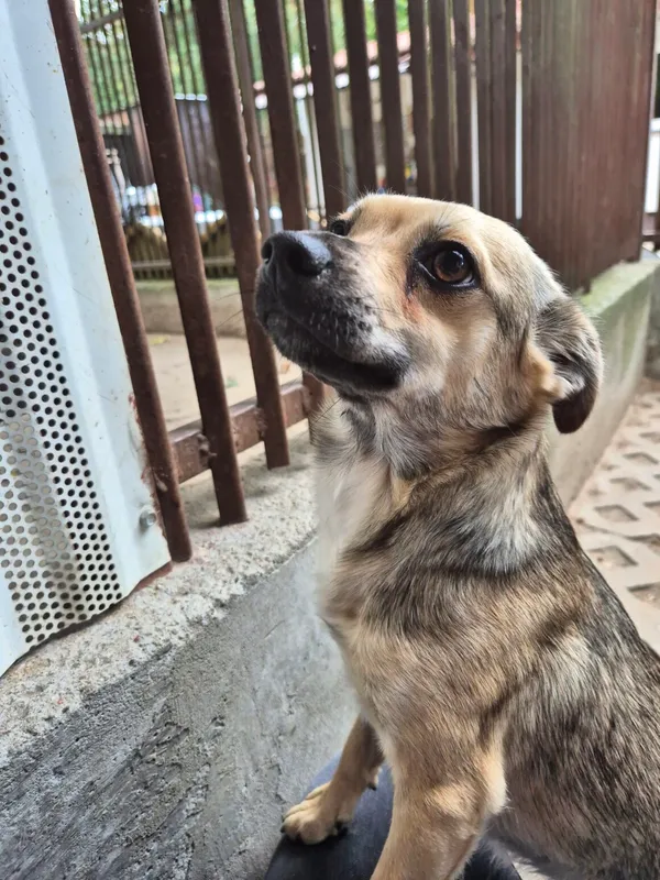 Pies do adopcji, Milanówek, 23 sierpnia 2025 (2/5)