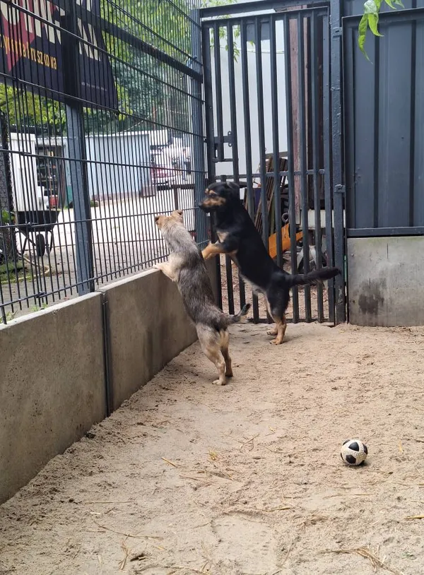 Pies do adopcji, Milanówek, 23 sierpnia 2025 (4/5)