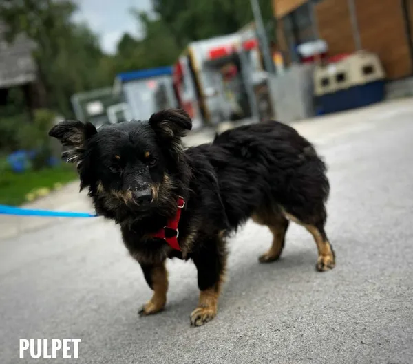 Pies do adopcji, Rytlów, 30 lipca 2025