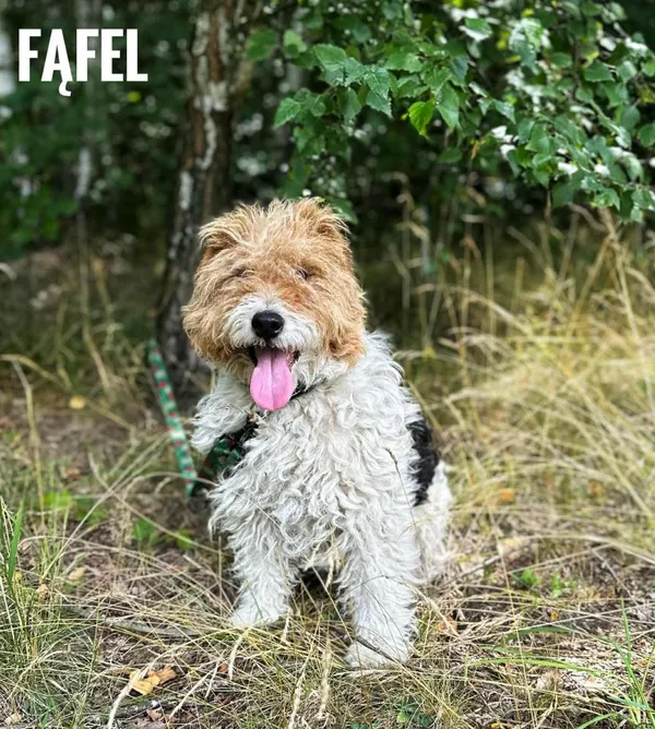 Pies do adopcji, Rytlów, 30 lipca 2025