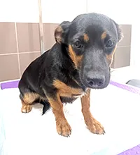 Znaleziono psa, Siedlce, 29 lipca 2025