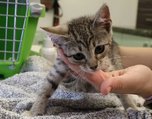 Znaleziono kota, Łódź, 30 lipca 2025 (1/2)