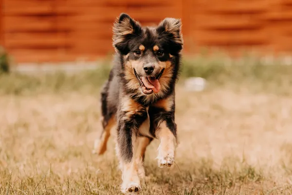 Pies do adopcji, Czartki, 30 lipca 2025 (3/5)