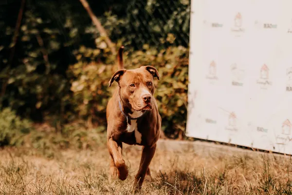 Pies do adopcji, Czartki, 30 lipca 2025 (2/5)