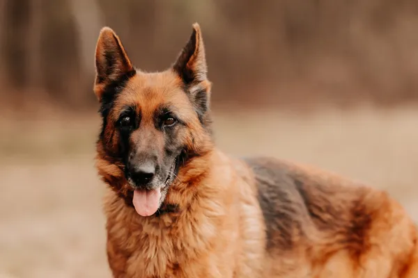 Pies do adopcji, Czartki, 30 lipca 2025 (3/5)