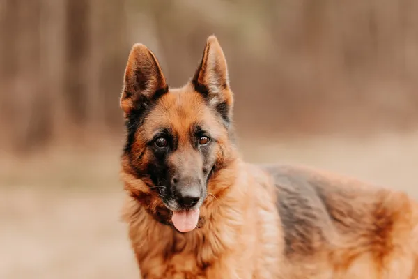 Pies do adopcji, Czartki, 30 lipca 2025 (4/5)