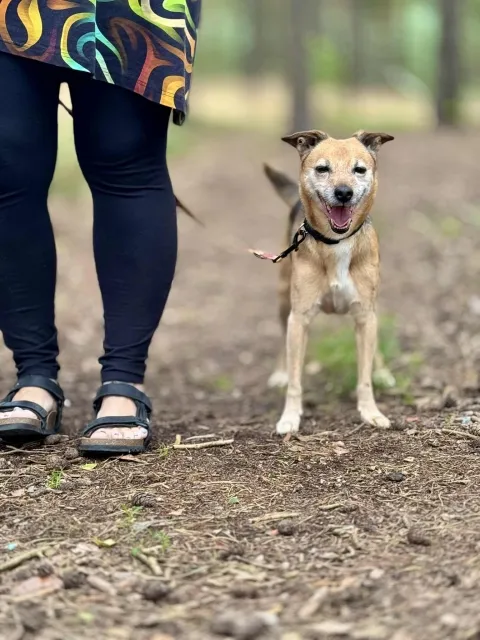 Pies do adopcji, Piła, 28 czerwca 2025 (3/5)