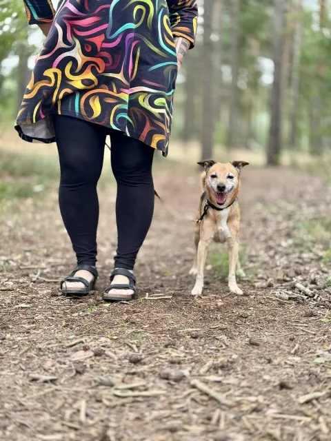 Pies do adopcji, Piła, 28 czerwca 2025 (5/5)