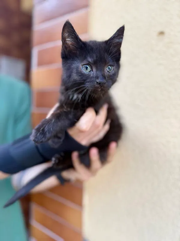 Kot do adopcji, Jelenia Góra, 26 lipca 2025 (1/4)