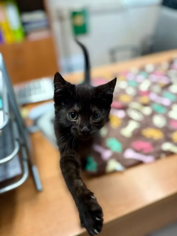 Kot do adopcji, Jelenia Góra, 26 lipca 2025 (3/4)