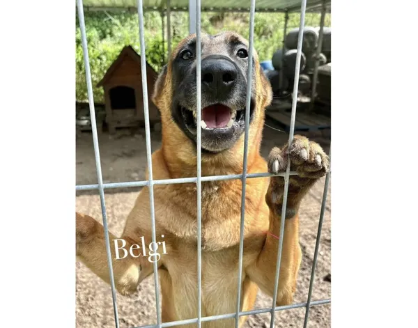 Pies do adopcji, Przyborówko, 9 czerwca 2026 (3/5)