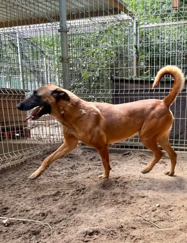 Pies do adopcji, Przyborówko, 29 lipca 2025 (1/3)