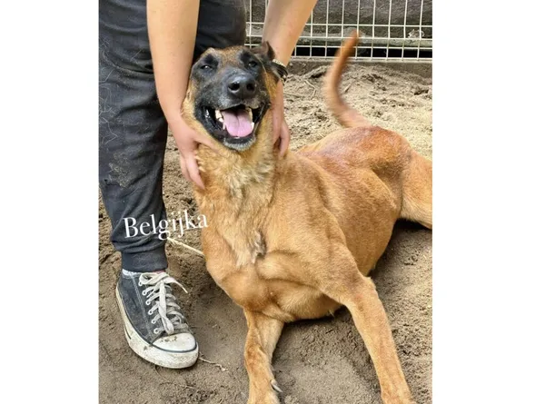 Pies do adopcji, Przyborówko, 29 lipca 2025 (3/3)