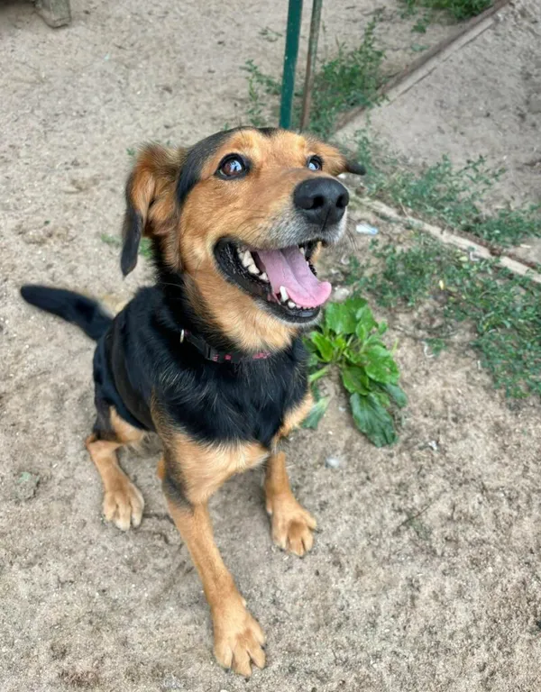 Pies do adopcji, Przyborówko, 29 lipca 2025 (1/3)