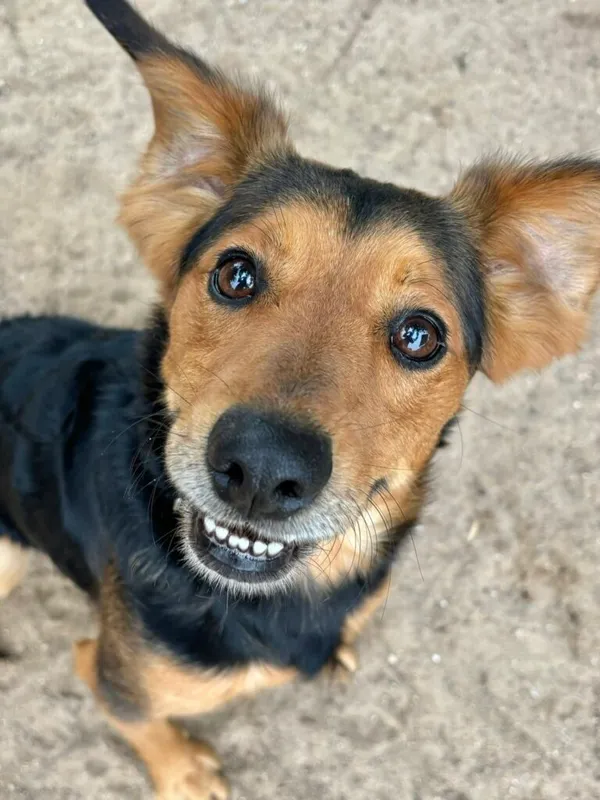 Pies do adopcji, Przyborówko, 29 lipca 2025 (2/3)