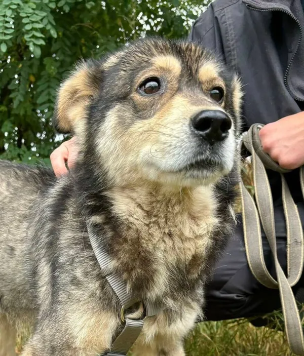 Pies do adopcji, Przyborówko, 29 lipca 2025 (1/3)