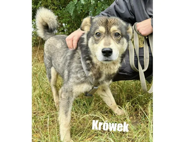 Pies do adopcji, Przyborówko, 29 lipca 2025 (3/3)