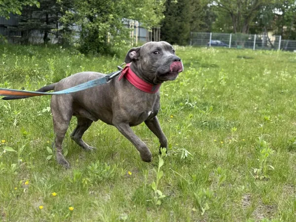 Pies do adopcji, Kraków, 15 lipca 2025