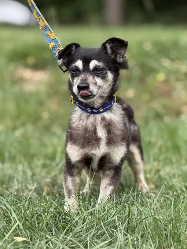 Pies do adopcji, Kraków, 15 lipca 2025 (1/4)