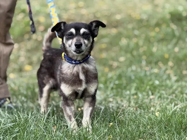 Pies do adopcji, Kraków, 15 lipca 2025 (2/4)