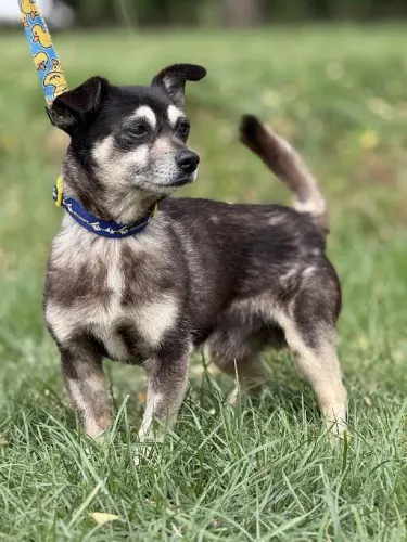 Pies do adopcji, Kraków, 15 lipca 2025 (4/4)