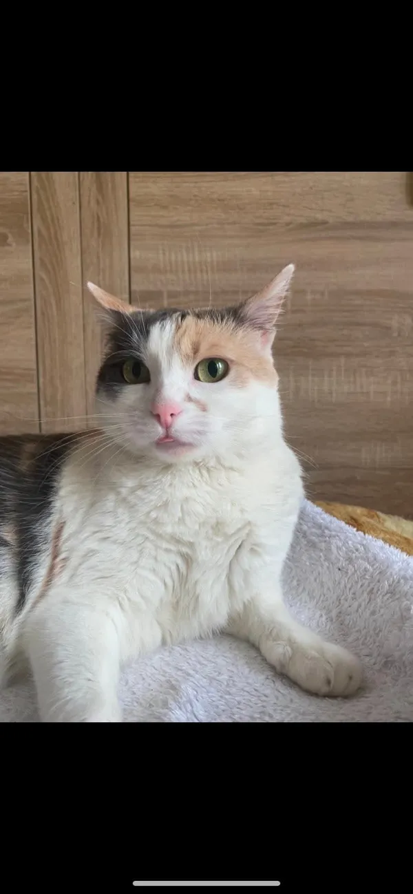 Zaginął kot, Wróblowice, 30 lipca 2025 (1/3)