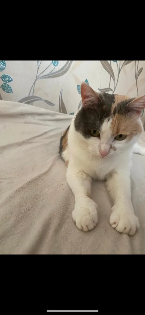 Zaginął kot, Wróblowice, 30 lipca 2025 (3/3)