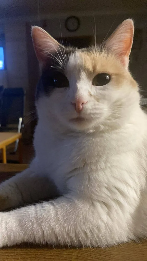 Zaginął kot, Wróblowice, 30 lipca 2025 (2/3)