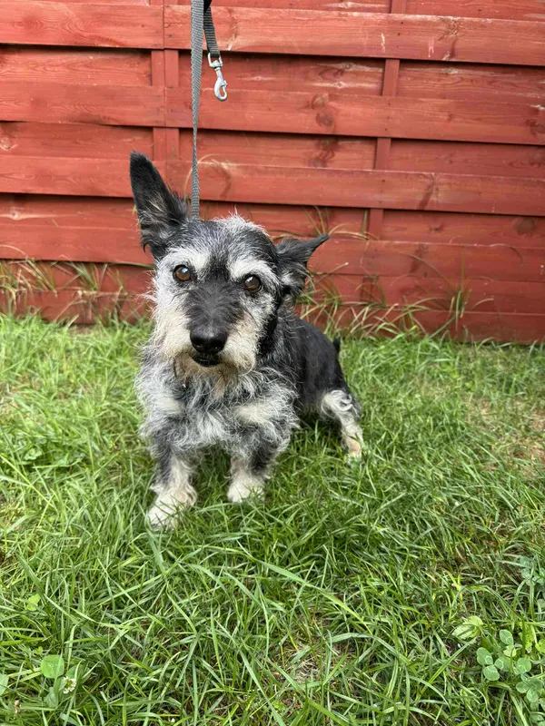 Znaleziono psa, Czartki, 30 lipca 2025