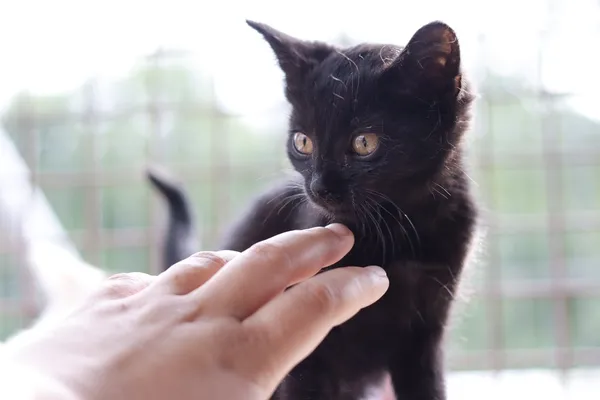 Kot do adopcji, Dłużyna Górna, 30 lipca 2025 (1/5)