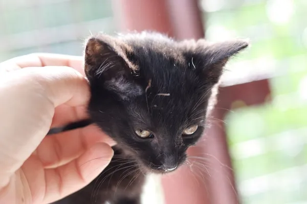 Kot do adopcji, Dłużyna Górna, 30 lipca 2025 (2/5)