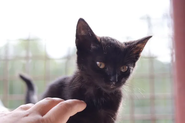 Kot do adopcji, Dłużyna Górna, 30 lipca 2025 (3/5)