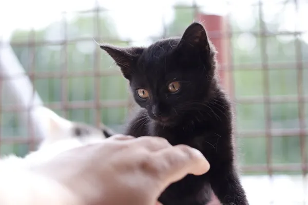 Kot do adopcji, Dłużyna Górna, 30 lipca 2025 (4/5)