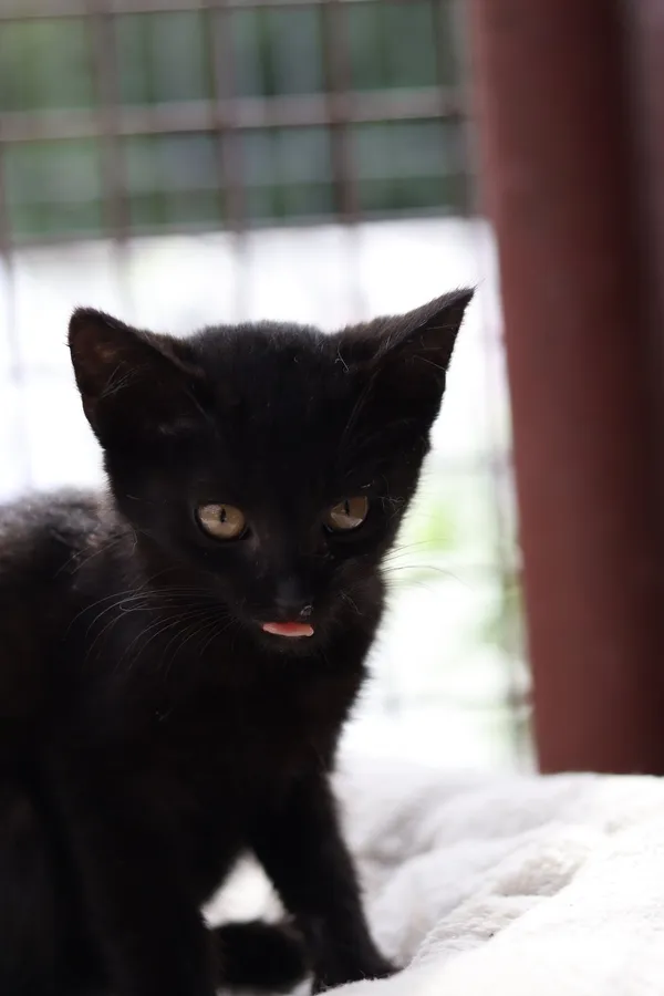 Kot do adopcji, Dłużyna Górna, 30 lipca 2025 (5/5)