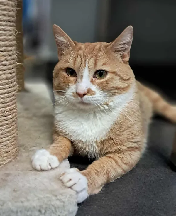 Kot do adopcji, Olsztyn, 23 czerwca 2025 (1/5)