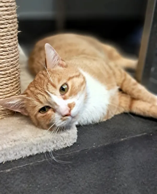 Kot do adopcji, Olsztyn, 23 czerwca 2025 (2/5)