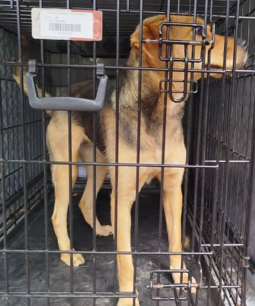 Znaleziono psa, Radom, 29 lipca 2025