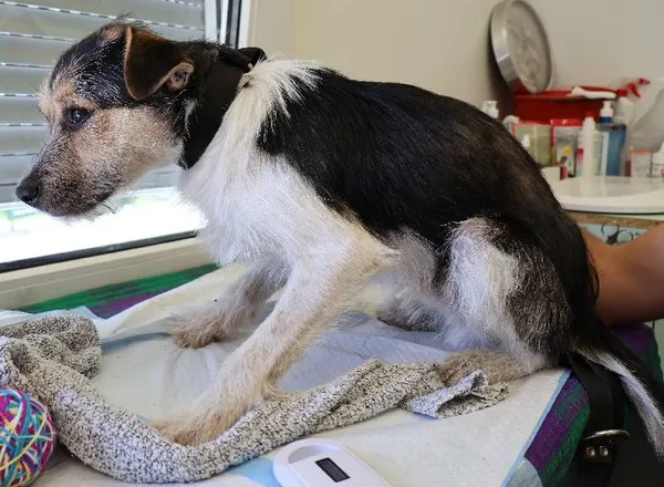 Znaleziono psa, Łódź, 29 lipca 2025 (1/2)